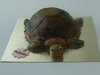 Schildpad gemaakt van cake